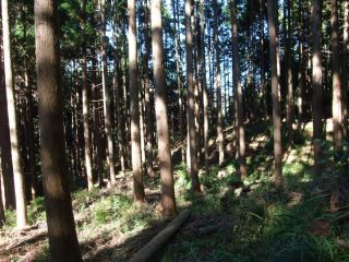 hayashi.jpg(37657 byte)