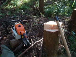 sugi.jpg(33751 byte)