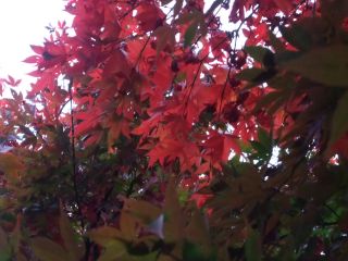 momiji.jpg(28555 byte)