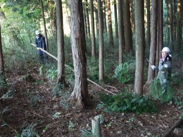 6_hinoki.jpg(95976 byte)