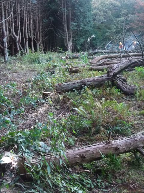 7_hinoki.jpg(109689 byte)