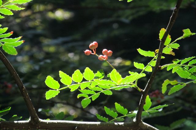 1sansho.jpg(59926 byte)