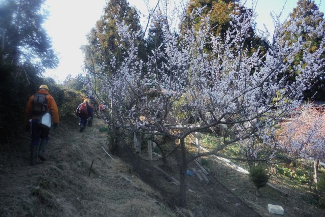 5plum.jpg(88188 byte)