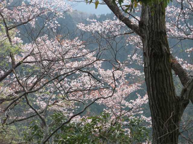 Yamazakura.jpg(67703 byte)